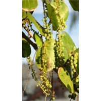 Sea Grape