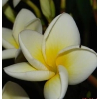White Frangipani