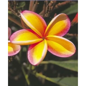 Yellow Frangipani