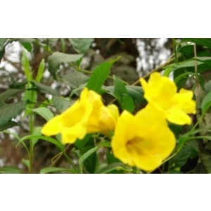 Yellow Trumpetbush