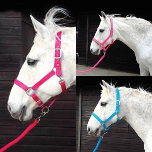 Rhinegold Carnival Headcollar and Matching Rope Set