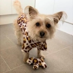 Jumper - animal print. Fleece