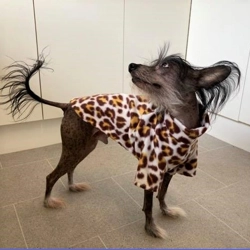 Jumper - animal print. Fleece