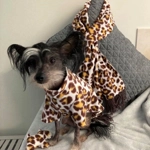 Scarf - for pet parents (animal print)
