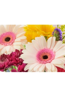 (PRE-ORDER) Recital Flowers: Mixed Daisy Bouquet (PRE-ORDER) Recital Flowers: Mixed Daisy Bouquet