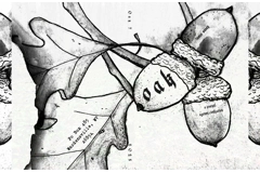 Oak 7 (available now)