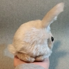 Small bunny - Cupcake