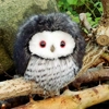 Small owl - Sora