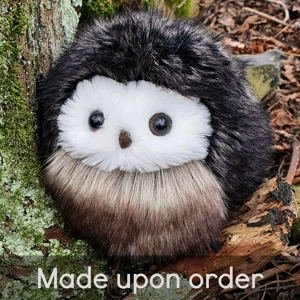 Small owl - Cassidy