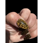 Nail Set - Cateye Leopard
