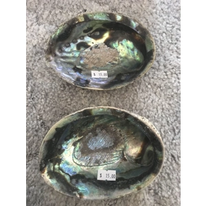 Abalone Shell unpolished