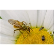 Jamu Java Stamp The Queen Wild Wasps