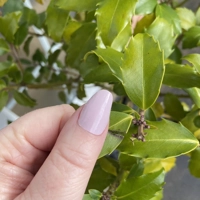 Suave Semi Cured Gel Wraps