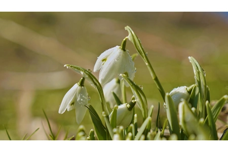 'First Days of Spring' 'First Days of Spring'