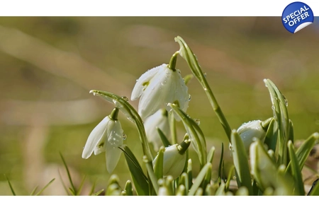 'First Days of Spring' 'First Days of Spring'