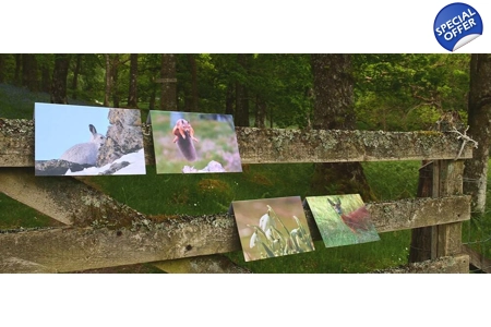 4 Assorted Cards Designs 4 Assorted Cards Designs