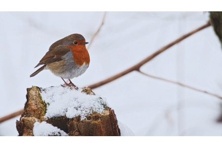 'Winter Robin' 'Winter Robin'