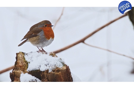 'Winter Robin'