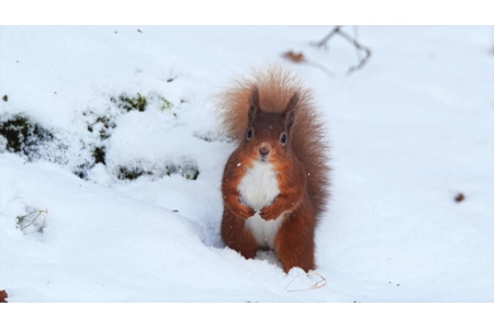 'Winter Squirrel' 'Winter Squirrel'