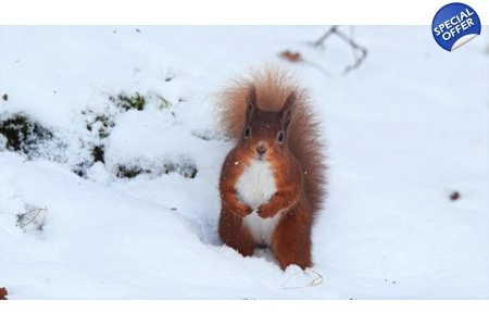 'Winter Squirrel'