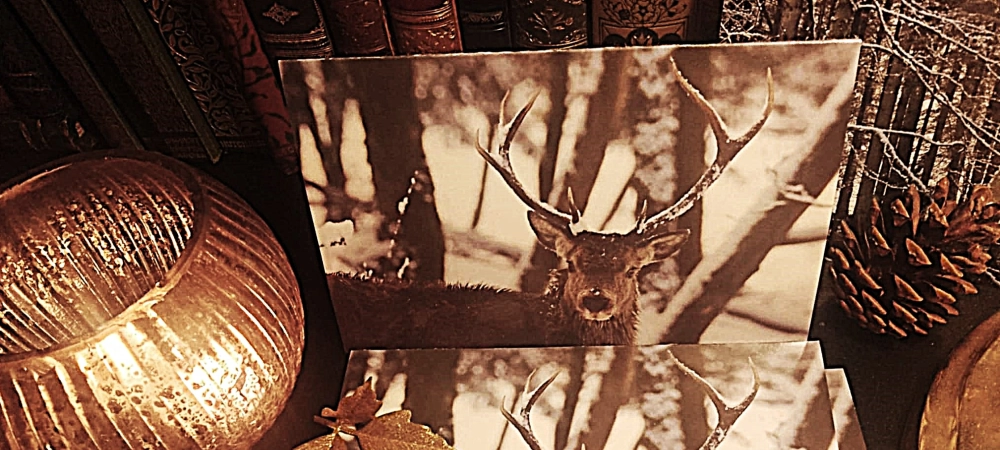 Love ⭐️love ⭐️love 💕 ...my beautiful cards from Mousehole  and environment friendly packaging