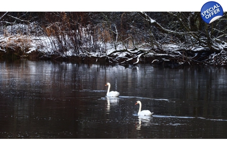 'Winter Swans'
