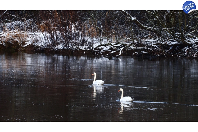 'Winter Swans'