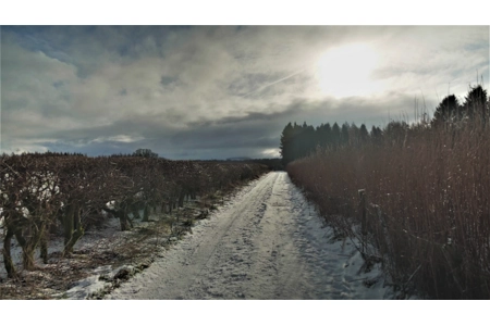 'Winter Walk' 'Winter Walk'