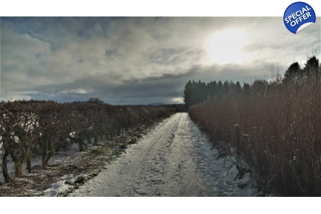 'Winter Walk' 'Winter Walk'