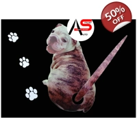 Rear Windshield Wiper Decal