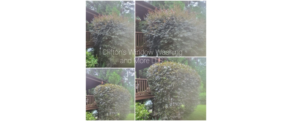 Bush trimming (Clifton's Window Washing and More LLC)