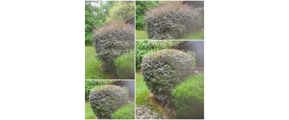 Bush trimming (Clifton's Windows Washing and More LLC)