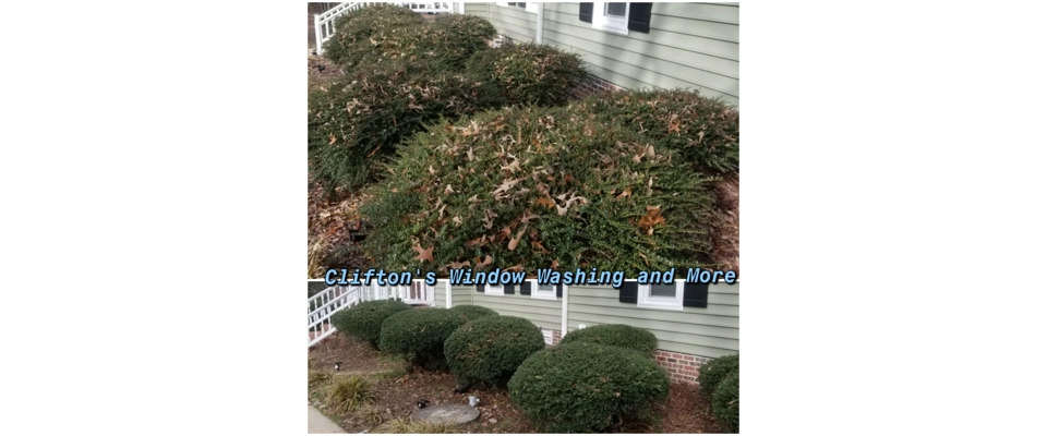 Bush / hedge trimming (Clifton's Window Washing and More)