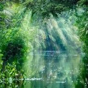 Amazon Rain Fragrance