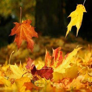 Autumn Leaves Fragrance