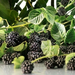 Blackberry & Bay Fragrance