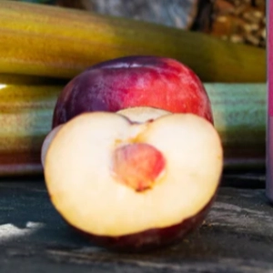 Black Plum & Rhubarb Fragrance