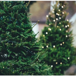 Christmas Tree Fragrance