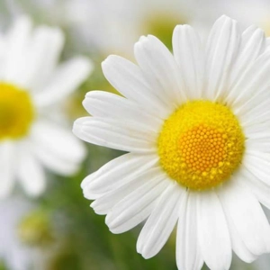 Daisy Dip Fragrance
