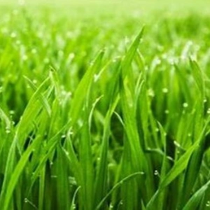 Fresh Cut Grass Fragrance