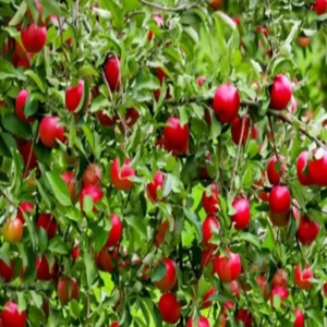Garden of Eden