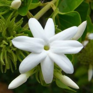 Jasmine Fragrance