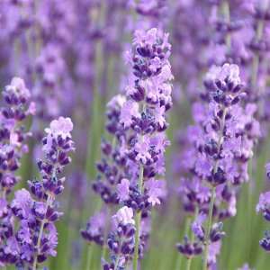 Lavender Fragrance