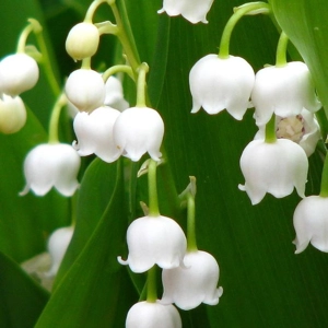 Lily of the Valley Fragrance