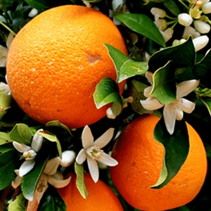 Orange Blossom Fragrance