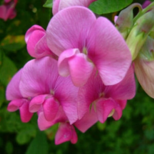Sweet Pea Fragrance