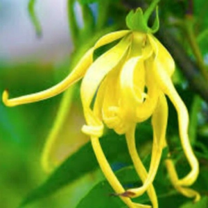 Ylang Ylang Fragrance