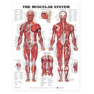 Anatomical Charts