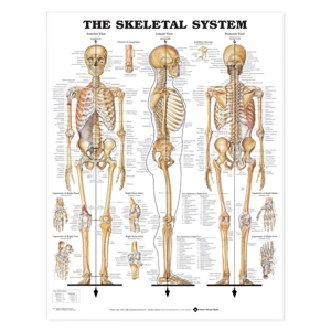 Anatomical Charts