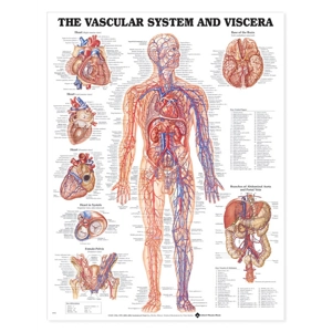 Anatomical Charts